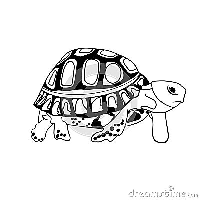 sea â€‹â€‹turtle white background black ink Stock Photo